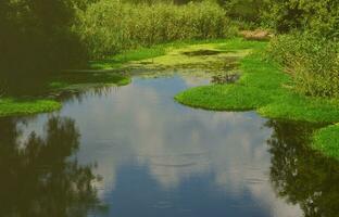 paisaje de verano con un gran pantano salpicado de lenteja de agua verde y vegetación de pantano foto