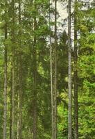 Photo of tree trunks of high forest trees that change color in early autumn