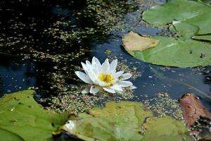 Beautiful white lotus flower and lily round leaves on the water after rain in river photo