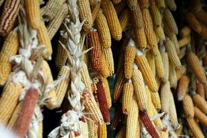 Dried corn cobs. Dried Corns hanging on rustic wall photo
