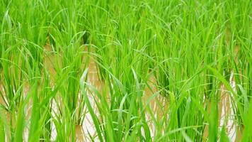 Green of rice farm video