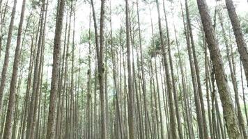 árbol en el bosque video