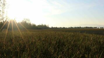 close up of green filed with sunshine background video