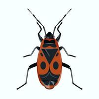 isolated image of a beetle on a white background vector