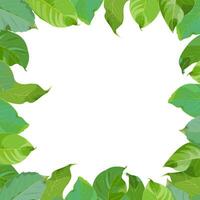 Frame, wreath of green walnut leaves on a white background vector