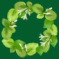 Round frame from hosta leaves and flowers on a green background vector