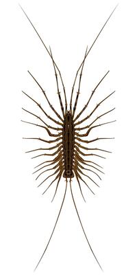 Isolated image of a centipede close-up on a white background
