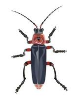 isolated image of firefighter beetle on white background vector