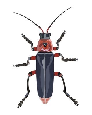 isolated image of firefighter beetle on white background
