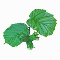 isolated image of hazelnut with foliage on white background vector