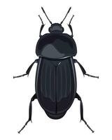 isolated image of wide-chested beetle on white background vector