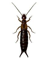 isolated image of earwig beetle on white background vector