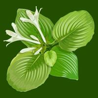 Isolated image of hosta flower on dark green background vector