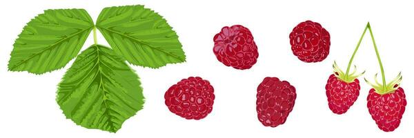 Set of ripe berries and raspberry leaves on a white background vector