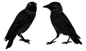 Set of two black crows in different angles with yellow and blue eyes on a white background vector