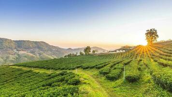 green tea farm on hill againts sky video