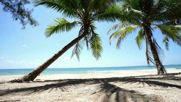 noix de coco arbre sur plage en dessous de clair ciel à tropicana video