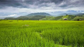 green field of rice terrace againts sky video