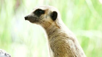 Close up face of meerkat focusing on camera video
