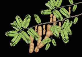 tamarind fruit tree vector with dark background.