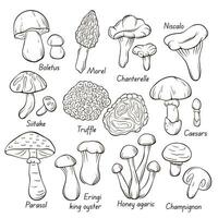 Edible mushrooms collection in line art style. Hand drawn food drawing. Forest plants sketches. Perfect for recipe, menu, label, icon, packaging. Vector illustration isolated on a white background.