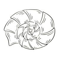 Snail seashell in line art style. Marine underwater twisted seashell of spiral shape. Undersea shellfish. Vector illustration isolated on a white background.