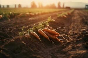 AI generated Ripe carrots harvested at a vegetable farm. carrot harvest and cultivation concept. Neural network AI generated photo