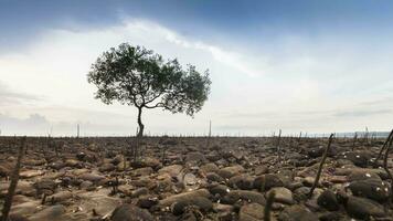 Baum sind Stehen unter wolkig Himmel video