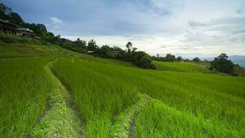 green field of rice terrace againts sky video