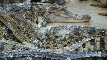 proche en haut groupe de crocodile sur ciment sol dans ferme video