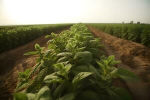 ai generado stevia rebaudiana, dulce hoja azúcar sustituir aislado en campo antecedentes. neural red ai generado foto