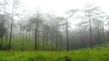 dulce púrpura flores campo en bosque a lloviendo temporada video