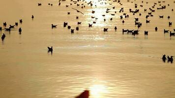 mouette en volant avec d'or le coucher du soleil Contexte video