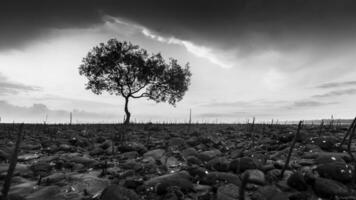 Tree are standing under cloudy sky video