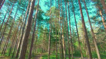 en marchant par le pin forêt et à la recherche en haut à le des arbres. bas vue de pin couronnes à ensoleillé été journée. le ciel pouvez être vu par le hauts de le des arbres video