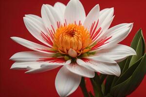 AI generated Beautiful white flower on a red background, close-up. generative ai photo