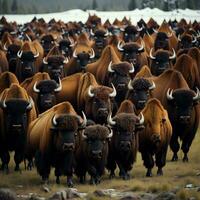 AI generated Bison herd on the grassland in Yellowstone National Park, generative ai photo