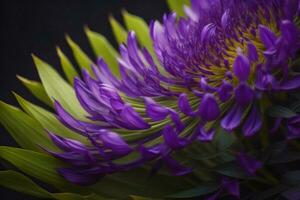 AI generated Purple Chrysanthemum flower on black background, close up. generative ai photo