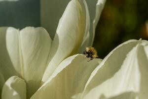 tulipanes blancos con un insecto en un pétalo foto