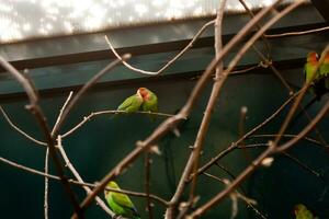 Couple in love close friends parrots sit on a close-up branch photo