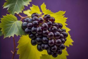 ai generado manojo de negro uvas en un púrpura antecedentes. selectivo enfocar. ai generado foto