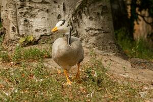 A gray goose walks on the grass photo