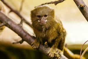 pygmy marmoset close up photo