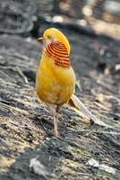 beautiful yellow golden pheasant photo