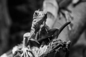 hermosa iguana lagartija foto