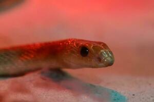 rojo - manchado picuda serpiente foto