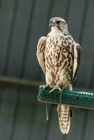 Beautiful falcon close up photo