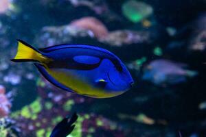 beautiful fish Regal Tang photo