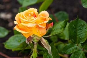 flores de rosas florecientes de verano con gotas de lluvia foto