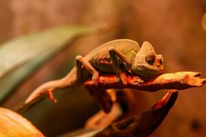 hermosa lagartija chamaeleonidae en un rama foto